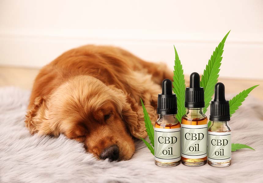 3 Facts About CBD For Dogs